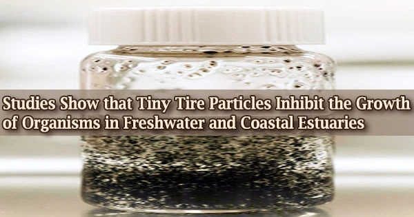 Studies Show that Tiny Tire Particles Inhibit the Growth of Organisms in Freshwater and Coastal Estuaries
