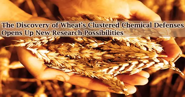 The Discovery of Wheat’s Clustered Chemical Defenses Opens Up New Research Possibilities