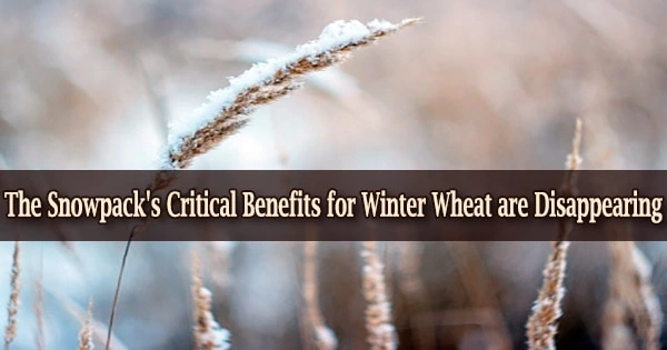 The Snowpack’s Critical Benefits for Winter Wheat are Disappearing