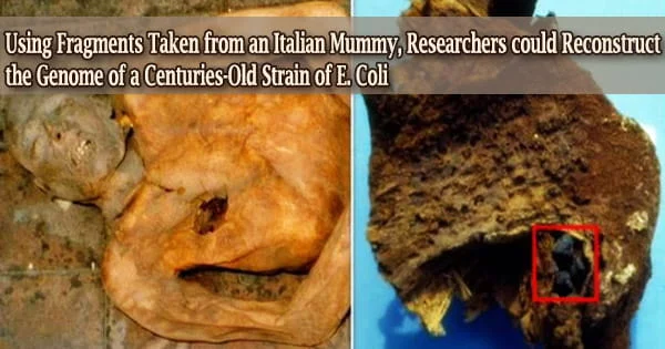 Using Fragments Taken from an Italian Mummy, Researchers could Reconstruct the Genome of a Centuries-Old Strain of E. Coli
