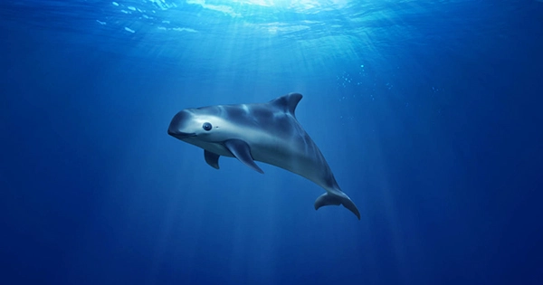 There Are Just 10 Vaquitas Left – But They Can Still Recover, Scientists Say