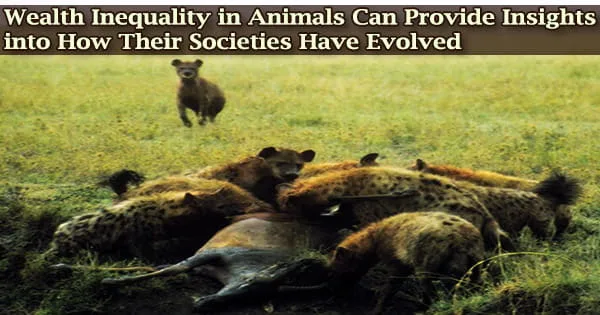 Wealth Inequality in Animals Can Provide Insights into How Their Societies Have Evolved