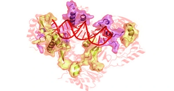 A Human Endogenous Reverse Transcriptase Structure is Revealed