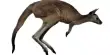 A New Kangaroo from Papua New Guinea has been Described
