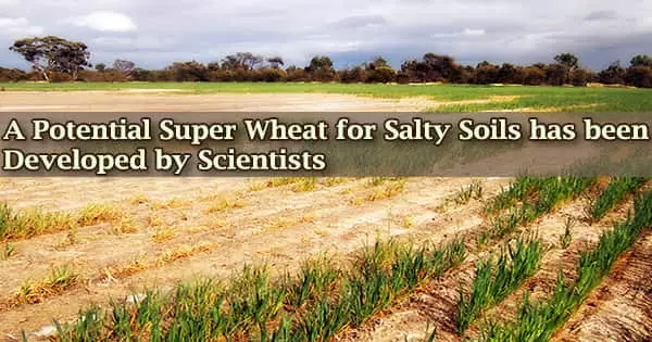 A Potential Super Wheat for Salty Soils has been Developed by Scientists