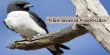 A beautiful bird “White-Breasted Woodswallow”