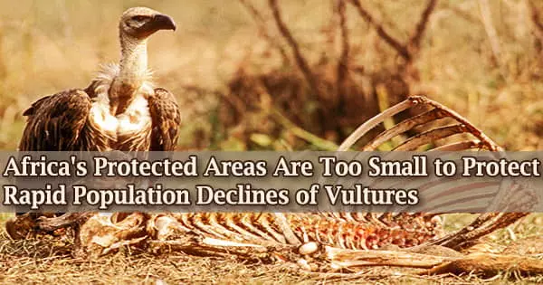 Africa’s Protected Areas Are Too Small to Protect Rapid Population Declines of Vultures