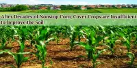 After Decades of Nonstop Corn, Cover Crops are Insufficient to Improve the Soil