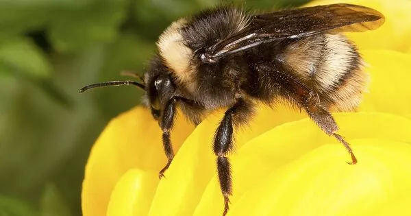 Bumble Bees are Suffering because of Climate Change
