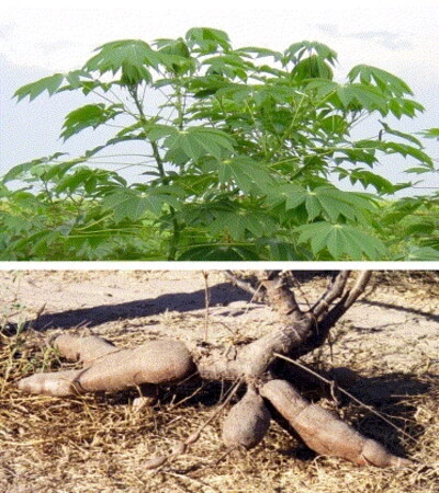 Cassava-Disease-Resistance-is-caused-by-a-Mutation-According-to-Research-1
