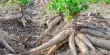 Cassava Disease Resistance is caused by a Mutation, According to Research