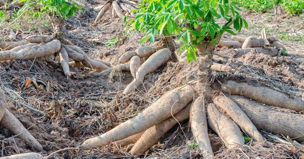 Cassava Disease Resistance is caused by a Mutation, According to Research