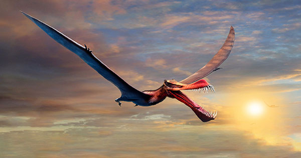 Dragon of Death with 9-Meter Wingspan Was One of Earth’s Largest Flying Predators