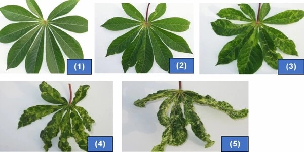 Explanation-of-Resistance-to-Cassava-Mosaic-Disease-1
