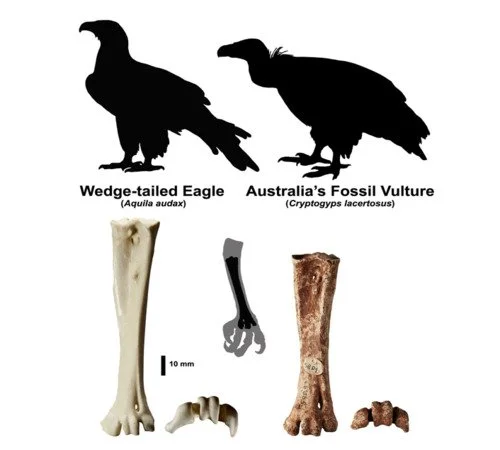 Fossil-Record-Reveals-an-Australian-Vulture-1