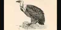 Fossil Record Reveals an Australian Vulture