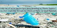 Four Out of Seven Species have been Identified as “Plastic Positive” in a New study that Reveals the Effects of Plastic on Small Mammals