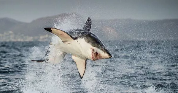 Great White Sharks are being Deterred by Pair of Orcas