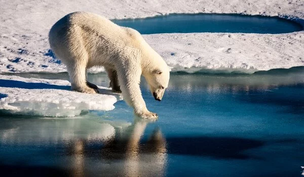 Greenlands-Polar-Bears-can-Survive-on-astoundingly-Small-Sea-Ice-1