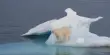 Greenland’s Polar Bears can Survive on astoundingly Small Sea Ice
