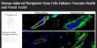 Human Induced Pluripotent Stem Cells Enhance Vascular Health and Visual Acuity
