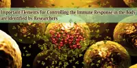 Important Elements for Controlling the Immune Response in the Body are Identified by Researchers