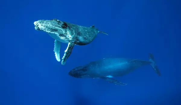 In-a-Cultural-Deep-Dive-Whales-Learn-Songs-from-One-Another-1