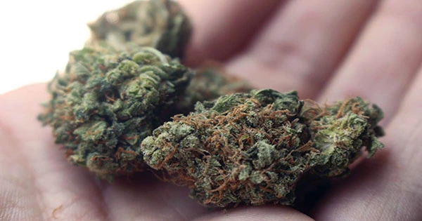 Indica or Sativa Cannabis Strain Labels Can Be Inconsistent and Misleading, Study Finds