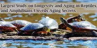 Largest Study on Longevity and Aging in Reptiles and Amphibians Unveils Aging Secrets