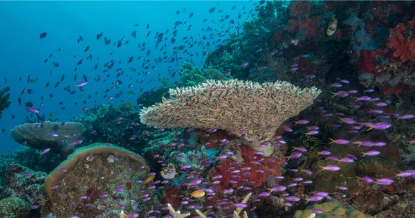 Marine Biodiversity Grew as a Result of Earth’s Environmental Stability