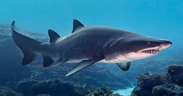 Meet Rip, the World’s First Sand Tiger Shark Pup Born By Artificial Insemination