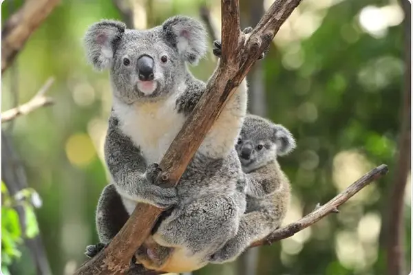 New-Inherited-Retroviruses-discovered-in-the-Koala-Genome-1