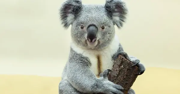 New Inherited Retroviruses discovered in the Koala Genome