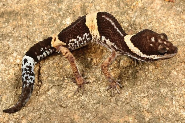 New-Leopard-Gecko-Species-are-discovered-in-Indias-Relic-Forests-1