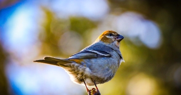 North American Birds are not Fully Adapting to Climate Change