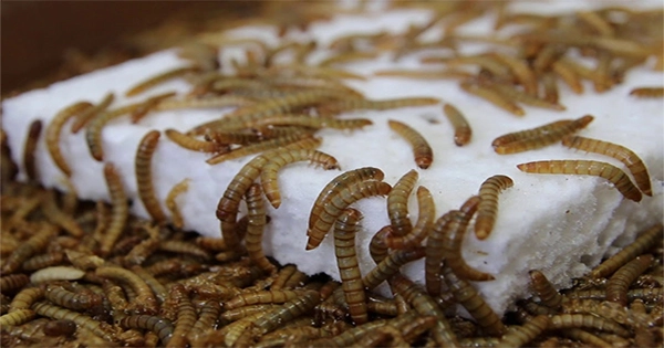 Superworms Can Happily Eat Polystrene, Offering Help to Plastic Problem