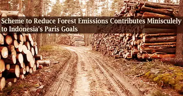 Scheme to Reduce Forest Emissions Contributes Minisculely to Indonesia’s Paris Goals