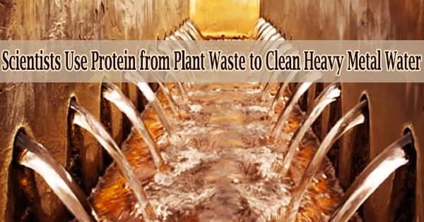 Scientists Use Protein from Plant Waste to Clean Heavy Metal Water