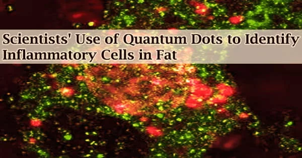 Scientists’ Use of Quantum Dots to Identify Inflammatory Cells in Fat