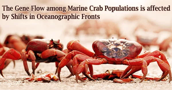 The Gene Flow among Marine Crab Populations is affected by Shifts in Oceanographic Fronts