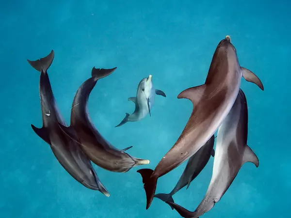 The-Mysterious-Causes-of-Dolphin-Play-1