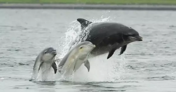 The Mysterious Causes of Dolphin Play