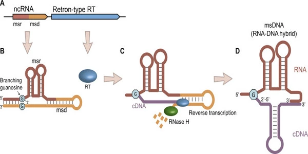 The-Retron-Switch-for-Bacterial-Immune-Defenses-1