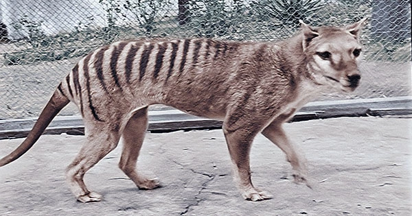 The Scientist’s Guide to Bringing Back the Extinct Tasmanian tiger