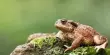 Toads in UK Woodlands Surprise Scientists by Climbing Trees