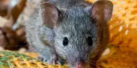Uncovering the Wild House Mouse’s Variety