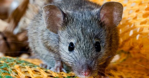Uncovering the Wild House Mouse’s Variety