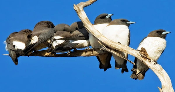 White-Breasted-Woodswallow