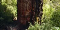World’s Oldest Tree Record Has a New Contender in Chile
