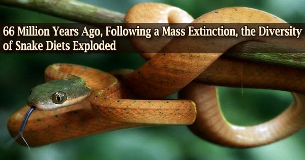 66 Million Years Ago, Following a Mass Extinction, the Diversity of Snake Diets Exploded